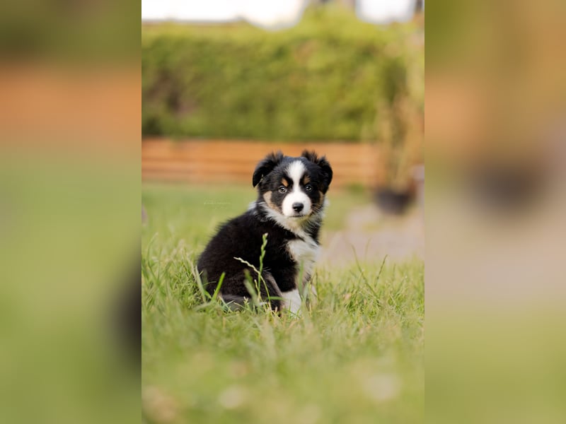 Mini Australian shepherd Auszugbereit