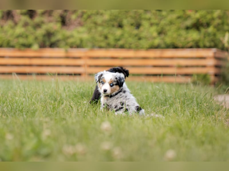 Mini Australian shepherd Auszugbereit