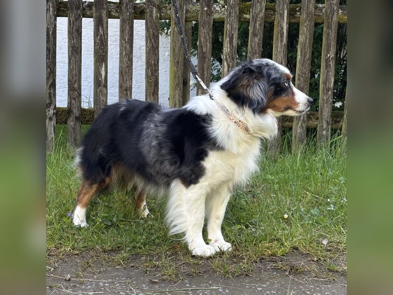 Mini Australian Shepherd Hündin