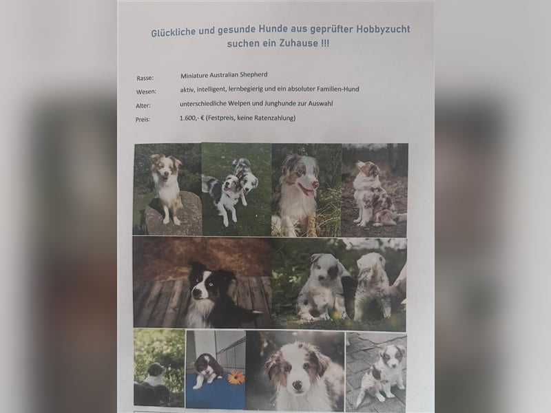 Mini Australian Shepherd