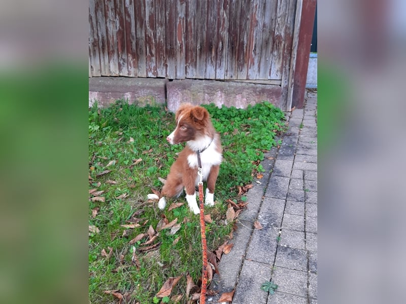 Mini Australian Shepherd