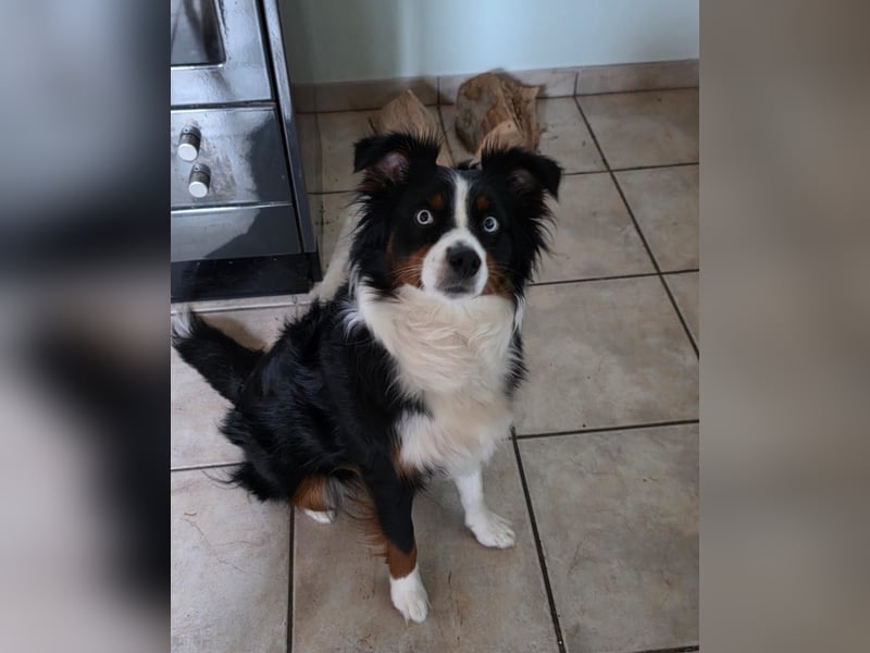 Mini Aussie Luna