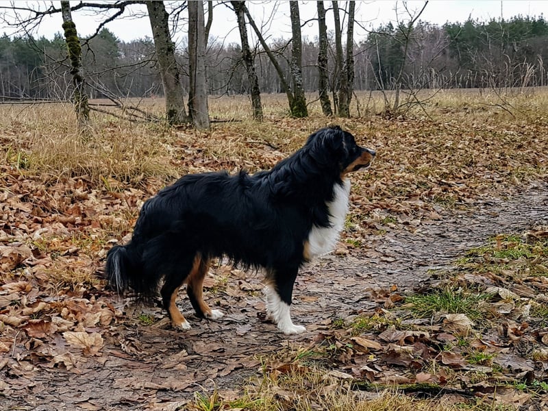 Miniature Australian Shepherd Rüde