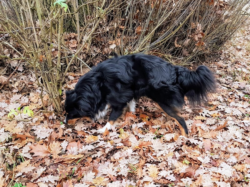 Miniature Australian Shepherd Rüde