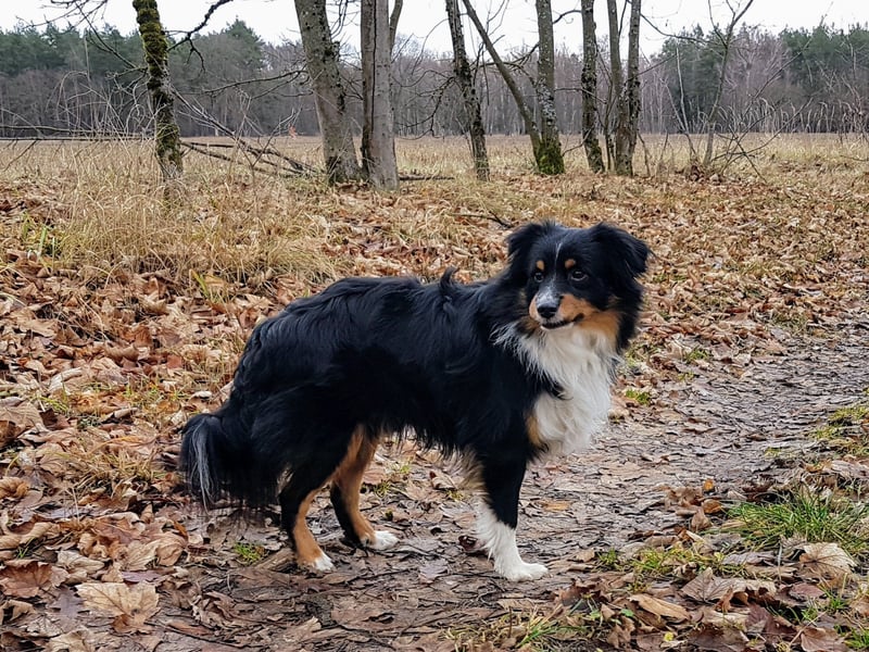 Miniature Australian Shepherd Rüde