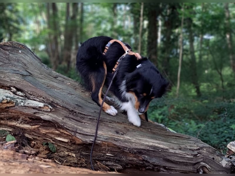 Miniature Australian Shepherd Rüde