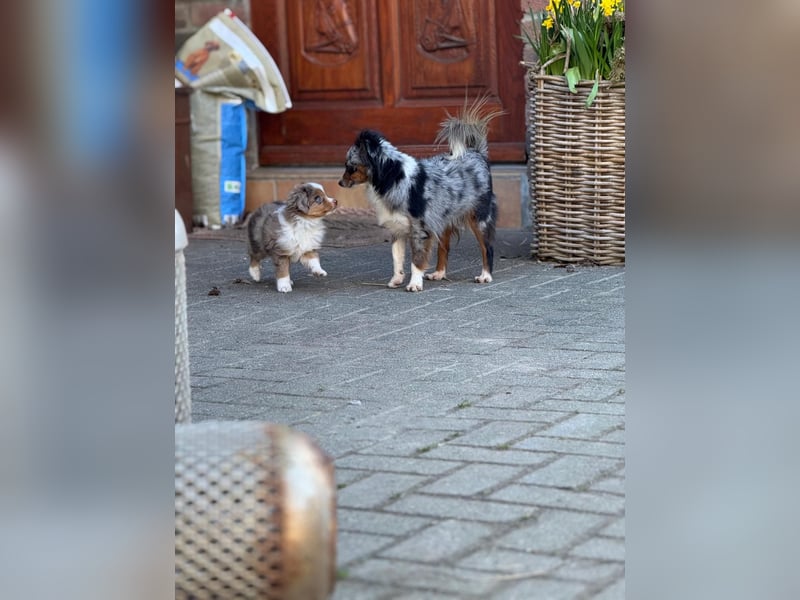 Real Toy Australian Shepherd Hündin sucht ihr Zuhause