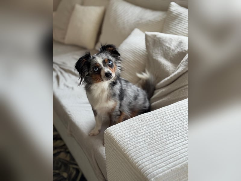 Echte Toy Australian Shepherd Hündin sucht ihr Zuhause
