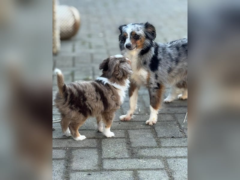 Real Toy Australian Shepherd Hündin sucht ihr Zuhause