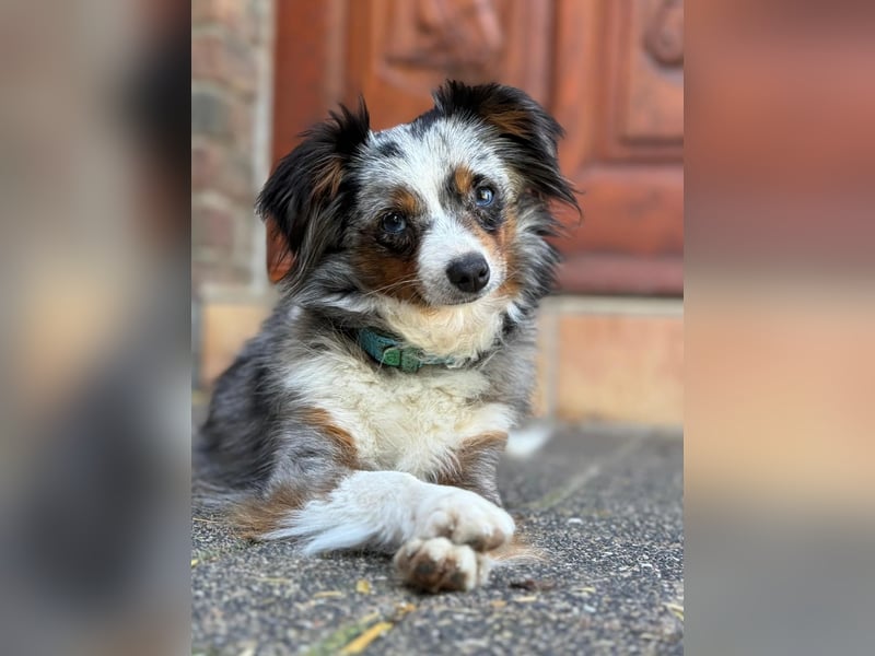 Real Toy Australian Shepherd Hündin sucht ihr Zuhause