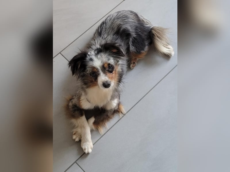 Real Toy Australian Shepherd Hündin sucht ihr Zuhause