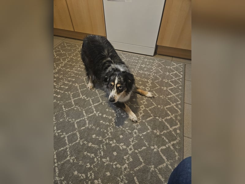 Mini Aussie, aktiver Familienhund