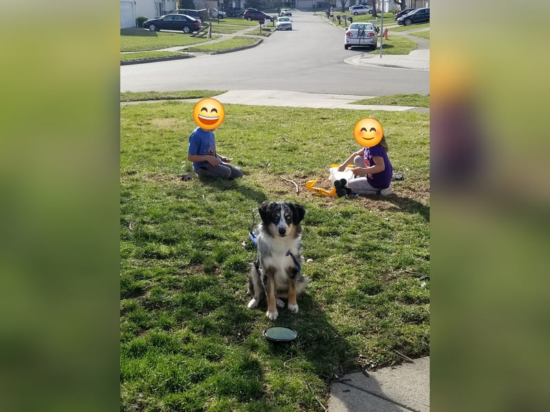 Mini Aussie, aktiver Familienhund