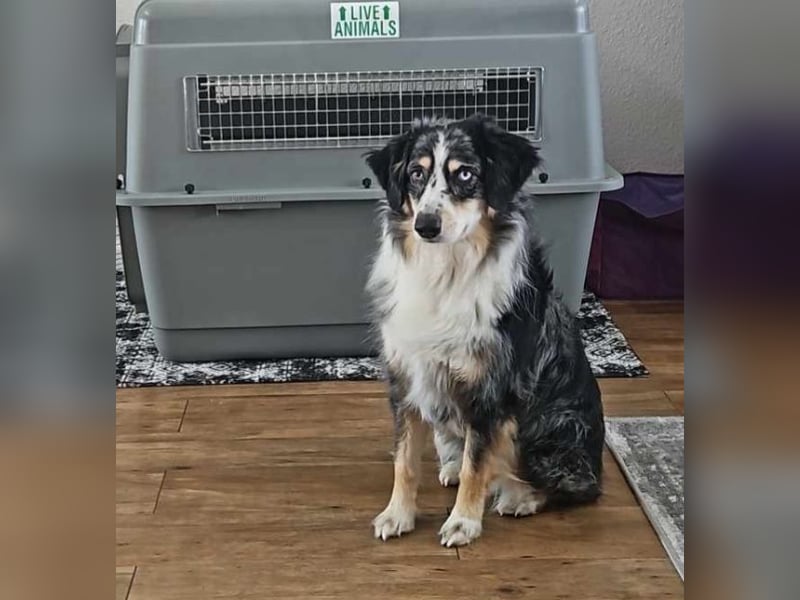 Mini Aussie, aktiver Familienhund