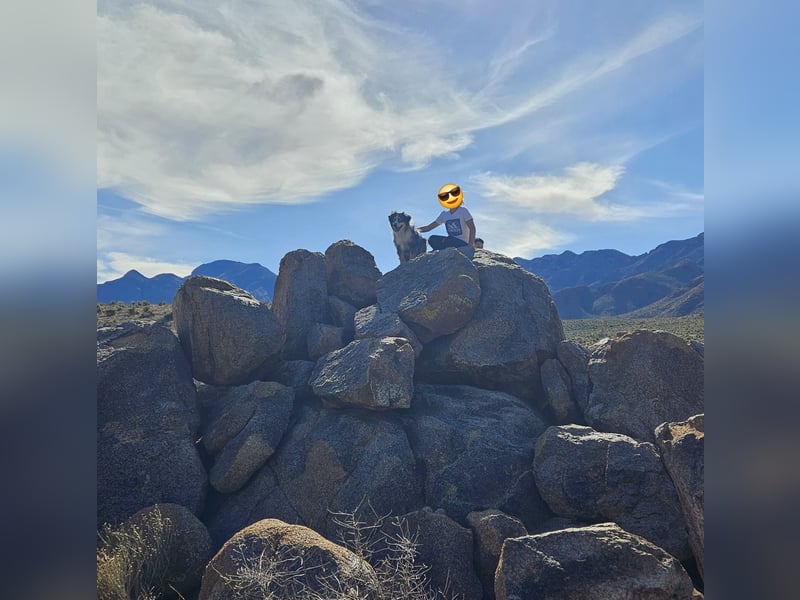 Mini Aussie, aktiver Familienhund