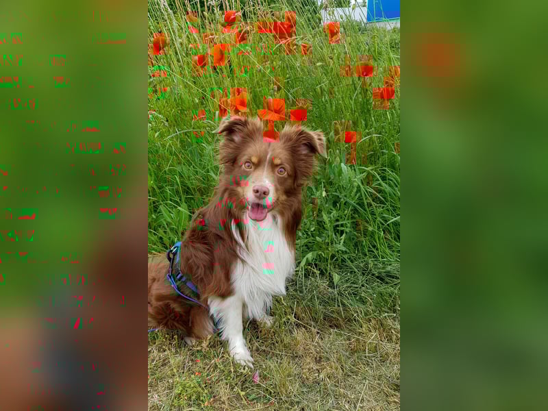 Mini Australien Shepherd sucht neues Zuhause