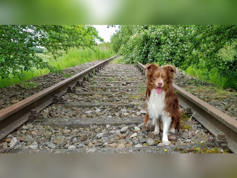 Mini Australien Shepherd sucht neues Zuhause