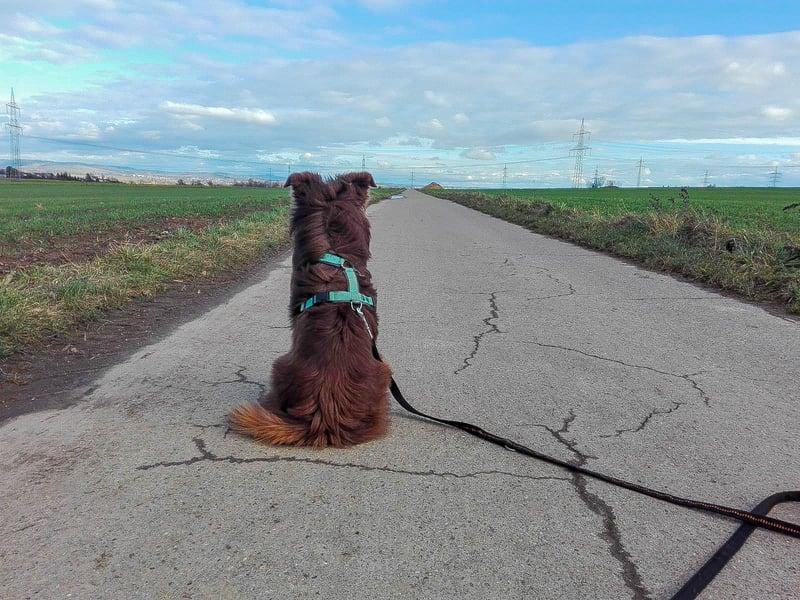 Mini Australien Shepherd sucht neues Zuhause