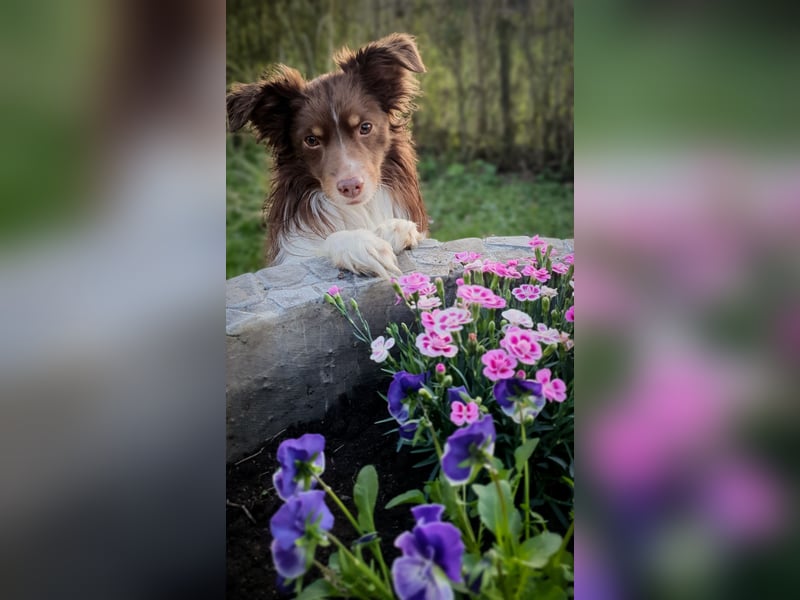 Mini Australien Shepherd sucht neues Zuhause