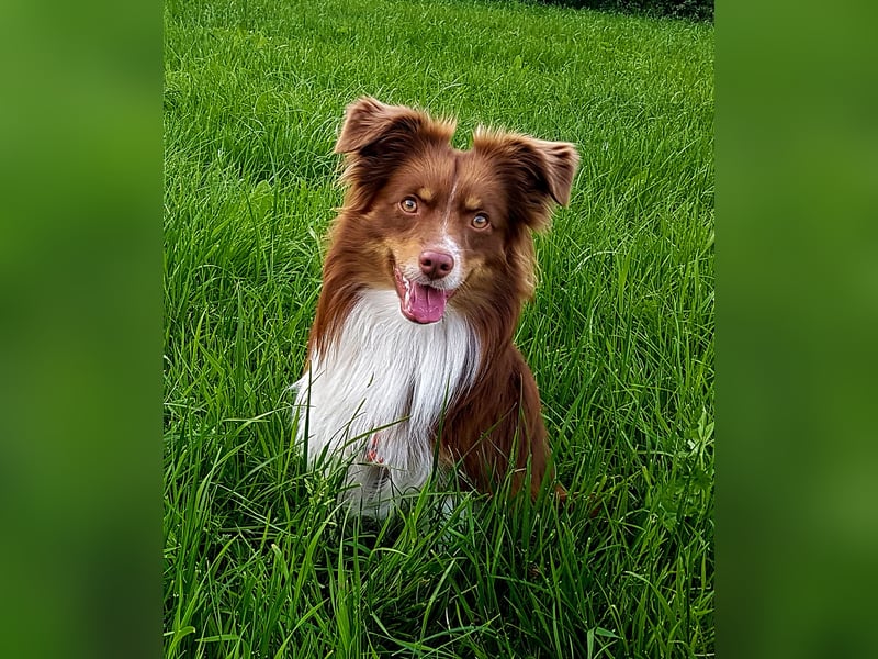 Mini Australien Shepherd sucht neues Zuhause