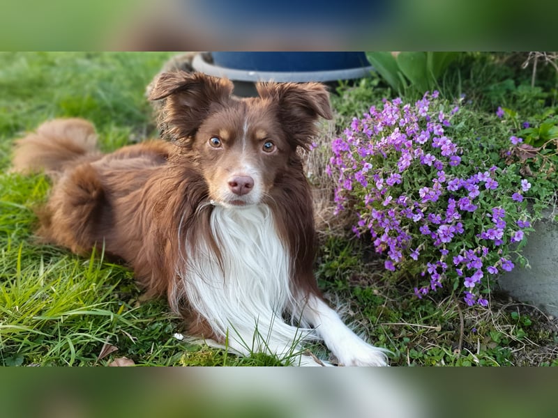 Mini Australien Shepherd sucht neues Zuhause