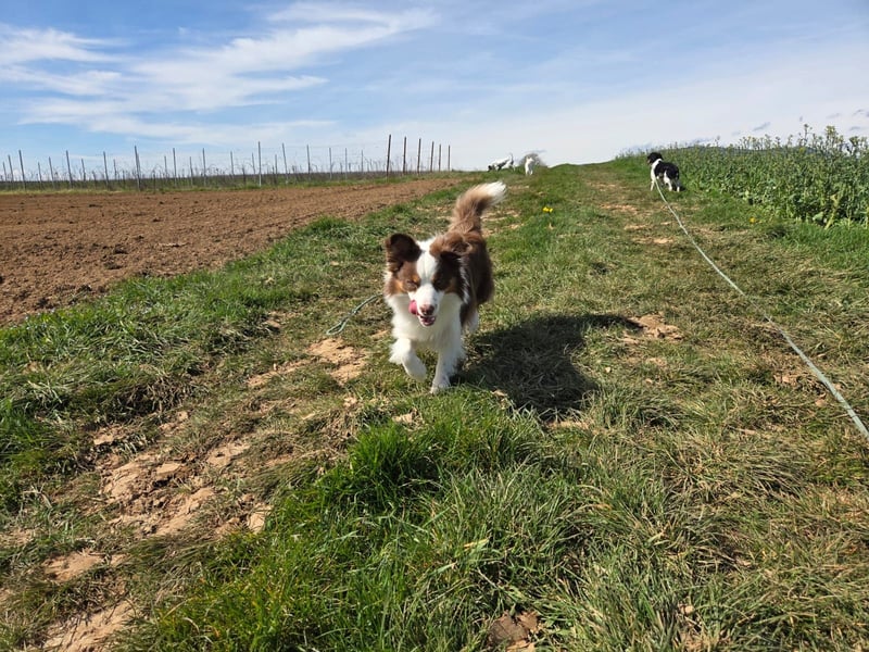Schenkst du Budy die Chance auf einen Neustart?