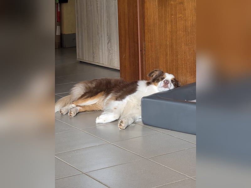 Schenkst du Budy die Chance auf einen Neustart?