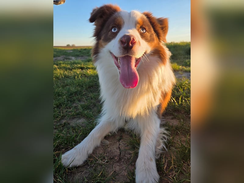 Schenkst du Budy die Chance auf einen Neustart?