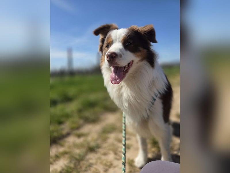 Schenkst du Budy die Chance auf einen Neustart?