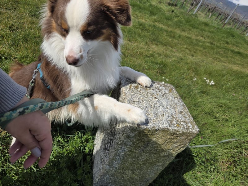 Schenkst du Budy die Chance auf einen Neustart?