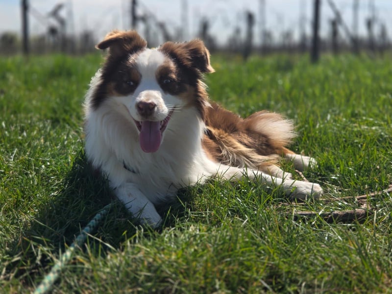 Schenkst du Budy die Chance auf einen Neustart?