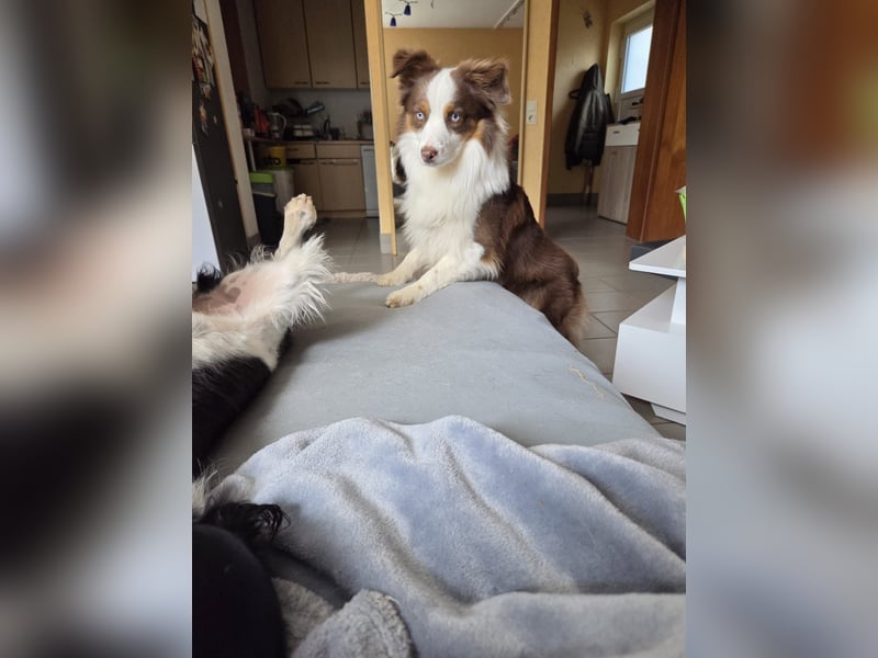 Schenkst du Budy die Chance auf einen Neustart?