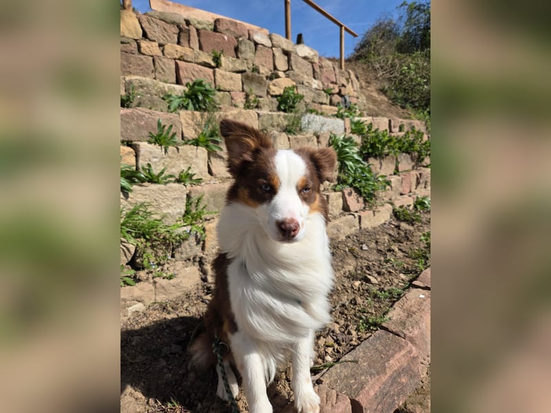 Schenkst du Budy die Chance auf einen Neustart?