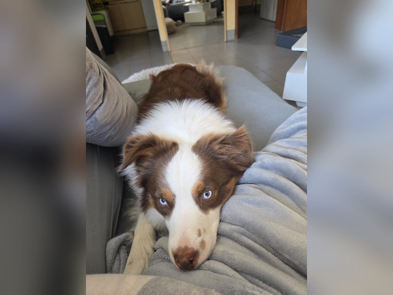 Schenkst du Budy die Chance auf einen Neustart?