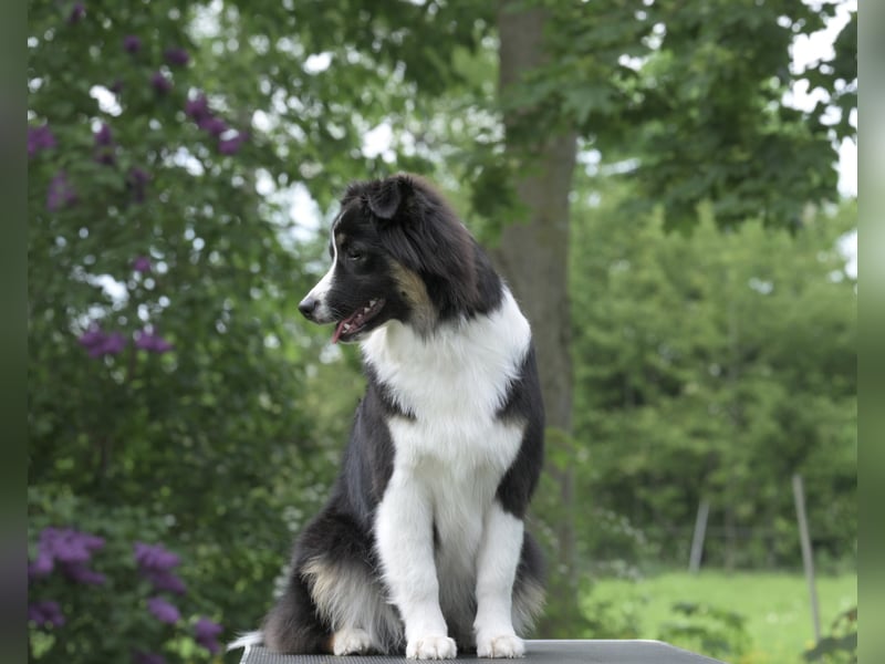 Exklusiver Miniature Australian Shepherd Junghund für aktive Rassekenner