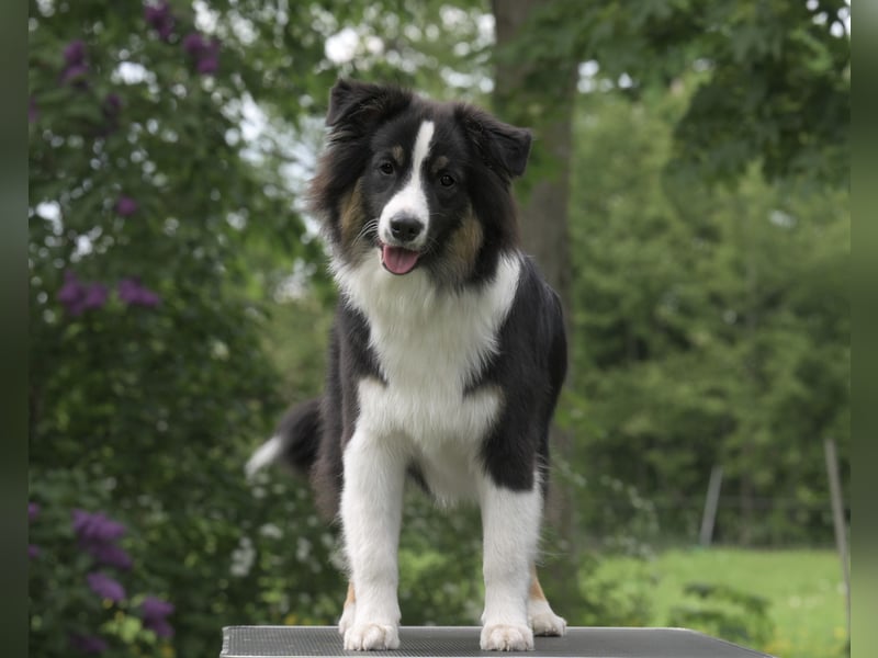 Exklusiver Miniature Australian Shepherd Junghund für aktive Rassekenner
