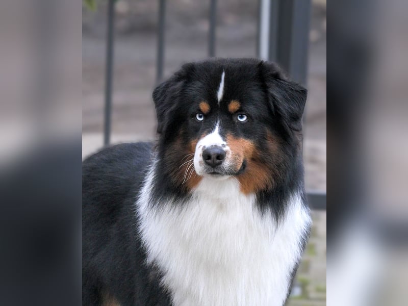 Traumhafter Miniature Australian Shepherd Rüde sucht Herzensmenschen