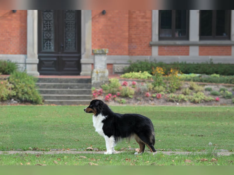 Traumhafter Miniature Australian Shepherd Rüde sucht Herzensmenschen