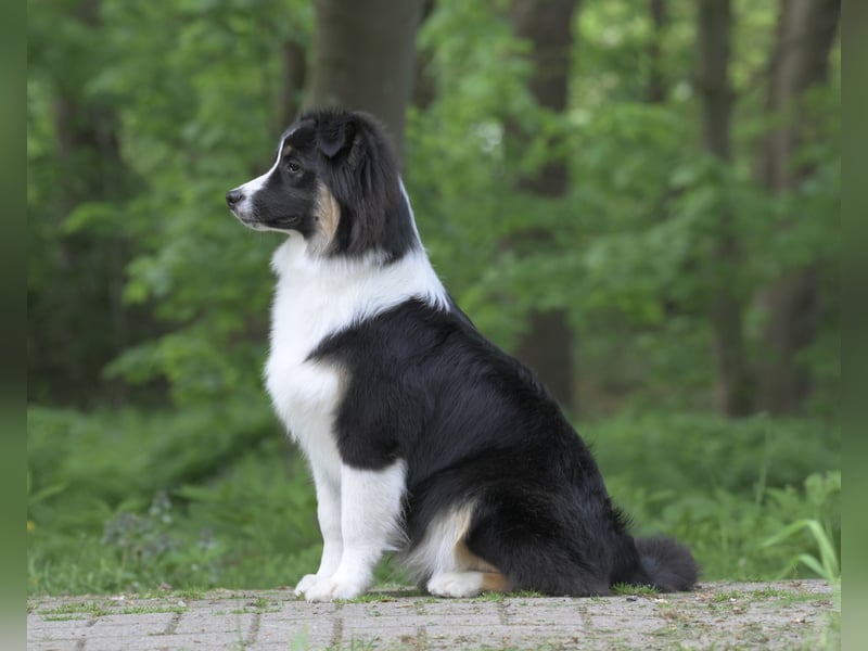 Exklusiver Miniature Australian Shepherd Junghund für aktive Rassekenner