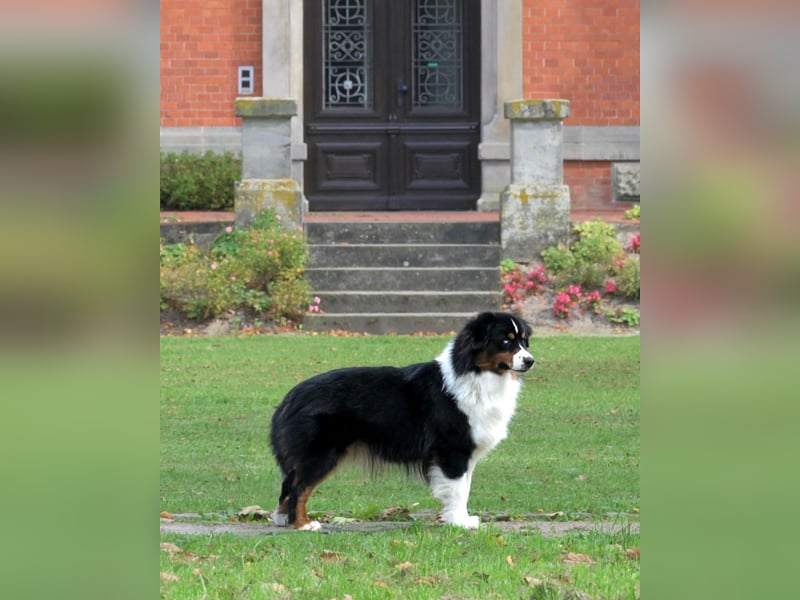 5 ⭐️ ⭐️ ⭐️ ⭐️ ⭐️ Zuhause für außergewöhnlichen Traumhund gesucht