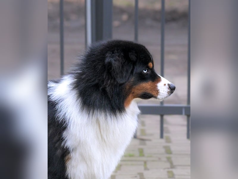Traumhafter Miniature Australian Shepherd Rüde sucht Herzensmenschen