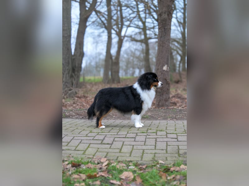 Traumhafter Miniature Australian Shepherd Rüde sucht Herzensmenschen