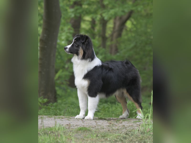 Exklusiver Miniature Australian Shepherd Junghund für aktive Rassekenner