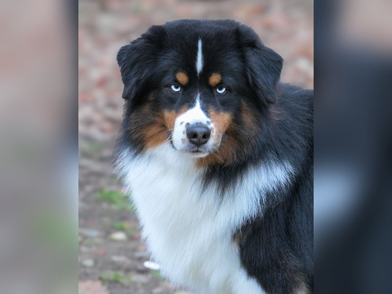 Traumhafter Miniature Australian Shepherd Rüde sucht Herzensmenschen