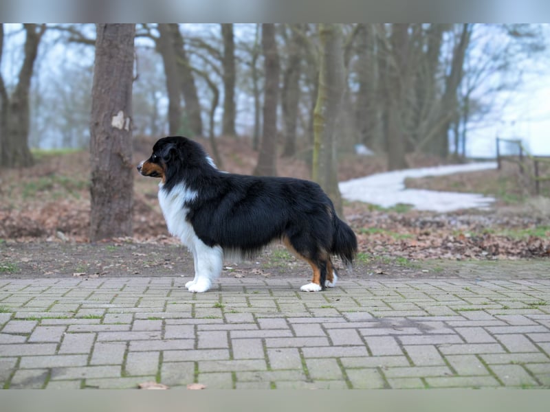 Traumhafter Miniature Australian Shepherd Rüde sucht Herzensmenschen