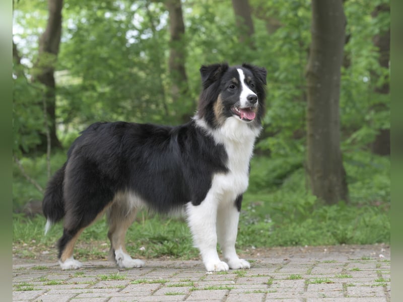 Exklusiver Miniature Australian Shepherd Junghund für aktive Rassekenner