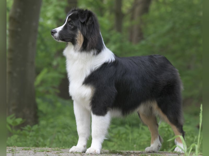 Exklusiver Miniature Australian Shepherd Junghund für aktive Rassekenner