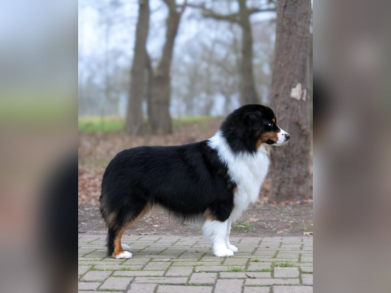 Traumhafter Miniature Australian Shepherd Rüde sucht Herzensmenschen