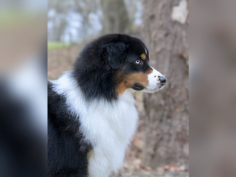 Traumhafter Miniature Australian Shepherd Rüde sucht Herzensmenschen