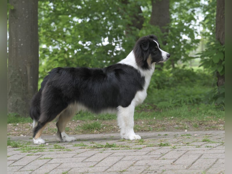 Exklusiver Miniature Australian Shepherd Junghund für aktive Rassekenner